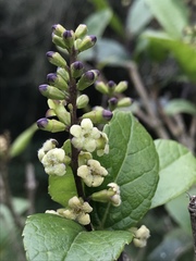 Citharexylum sulcatum