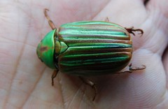 Chrysina adelaida