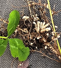 Rhizobium leguminosarum