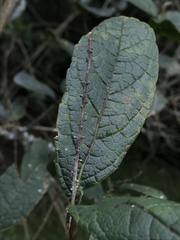 Citharexylum sulcatum