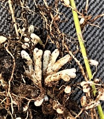 Rhizobium leguminosarum