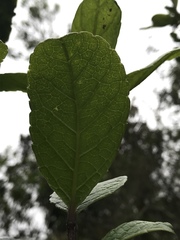 Citharexylum sulcatum