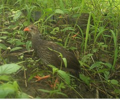 Pternistis ahantensis