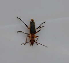 Chauliognathus constrictus