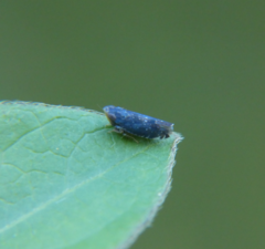 Scaphytopius frontalis