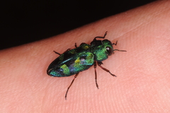 Chrysobothris cupreipes