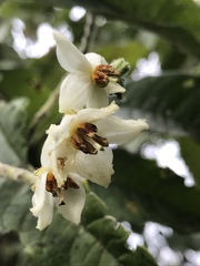 Solanum oblongifolium