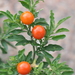 Solanum stuckertii - Photo (c) aacocucci, algunos derechos reservados (CC BY-NC), uploaded by aacocucci