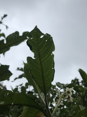 Solanum oblongifolium