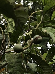 Solanum oblongifolium