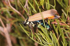 Scaphura elegans