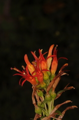 Siphocampylus foliosus