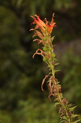 Siphocampylus foliosus