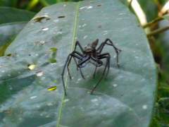 Bathippus