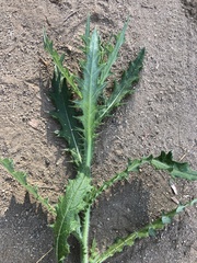 Cirsium vulgare