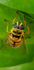 Myathropa florea