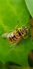 Myathropa florea