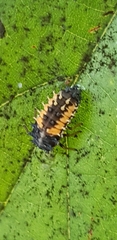 Harmonia axyridis