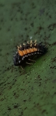 Harmonia axyridis
