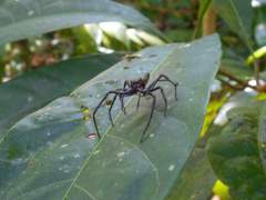 Bathippus