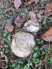 Calvatia fragilis
