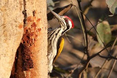 Chrysocolaptes festivus