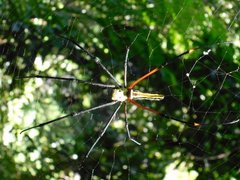 Nephila