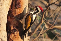 Chrysocolaptes festivus