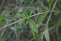 Aloysia virgata