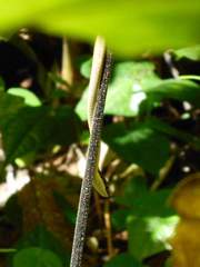 Dendrelaphis calligaster
