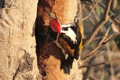 Chrysocolaptes festivus