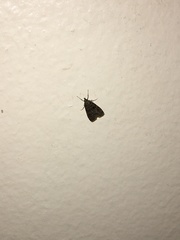 Aglossa pinguinalis