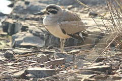 Esacus recurvirostris