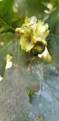 Andricus quercuscalicis