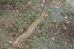 Aloysia virgata