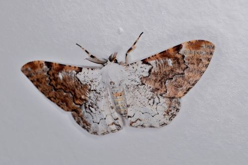 Thyrinteina arnobia