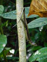 Emoia nigra