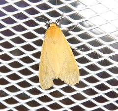 Pareuchaetes insulata