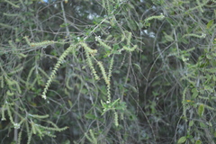 Aloysia virgata