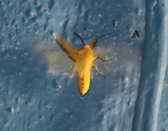 Pareuchaetes insulata