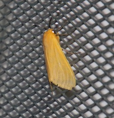 Pareuchaetes insulata