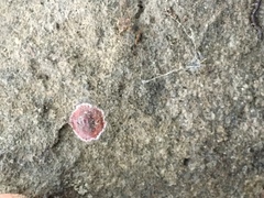 Phrurolithidae
