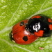 Two-spotted Lady Beetle - Photo (c) Lupoli Roland, some rights reserved (CC BY-NC), uploaded by Lupoli Roland