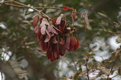 Machaerium nyctitans