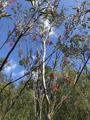 Grevillea oleoides