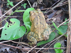 Chimalapa Toad photo 3