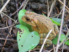 Chimalapa Toad photo 2