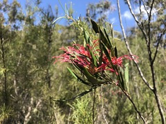 Grevillea oleoides