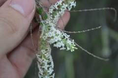 Aloysia virgata