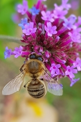 Apis mellifera
